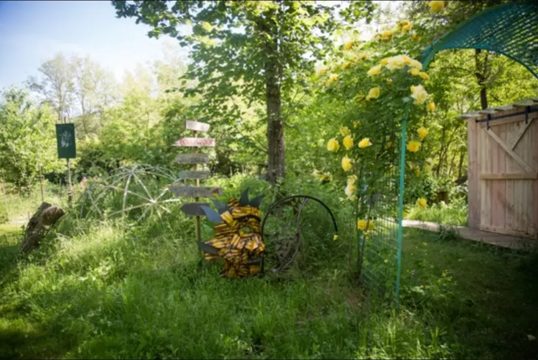 Une allée du jardin, rosier jaune en fleurs